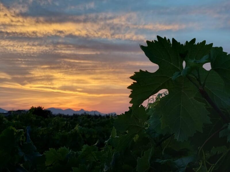 Wine and food at sunset - The Sum Up