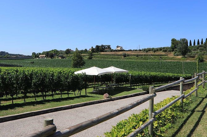 Wine and Food Tasting in the Vineyards in Lazise - The Sum Up