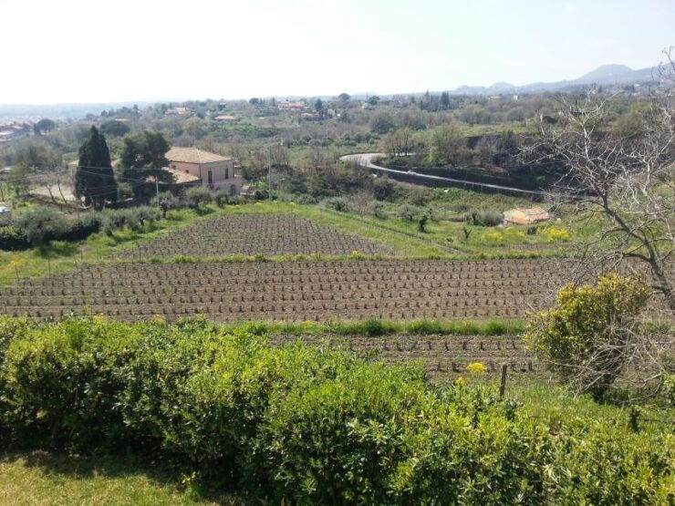 Wine and Lunch Tour - Booking Details