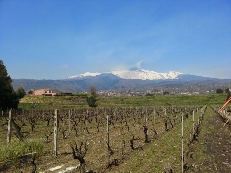 Wine and Lunch Tour - Experience Highlights
