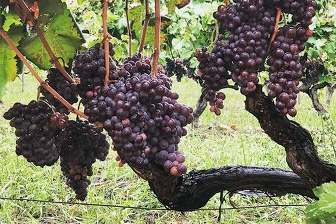 Wine and Lunch Tour - What to Bring