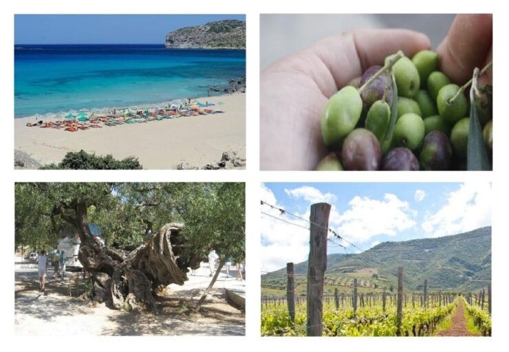 Wine and Olive, Falasarna Beach Day Tour - Good To Know