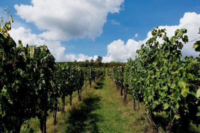 Wine and Olive, Falasarna Beach Day Tour - Cancellation Policy