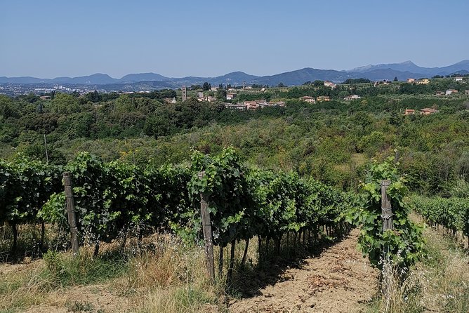 Wine and Olive Oil Tasting & Farm Tour - Common Questions