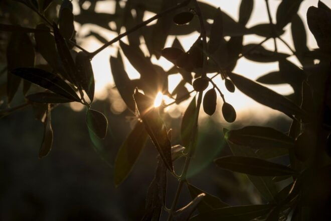 Wine and Olive Oil Tasting Tour on Mount Etna - Booking Details
