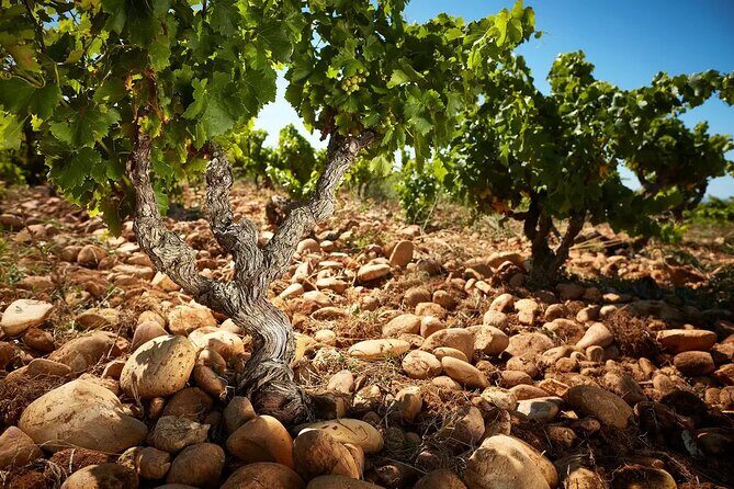 Wine and Romans - Good To Know