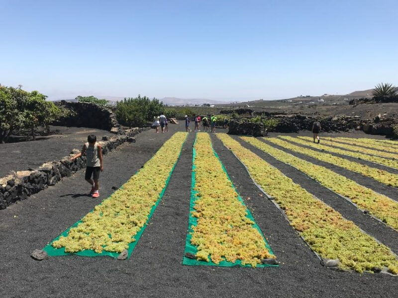 Wine and Volcan Private Tour - Key Points