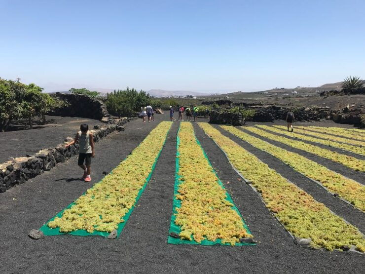 Wine and Volcan Private Tour - Booking Information