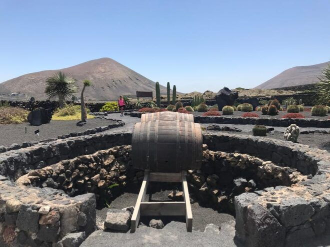 Wine and Volcan Private Tour - Wine Experience