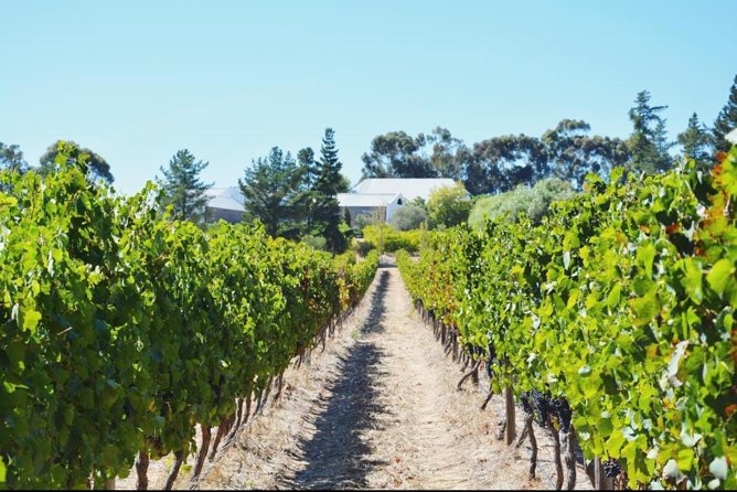 Wine Beer and Biltong Safari - Stellenbosch - The Sum Up