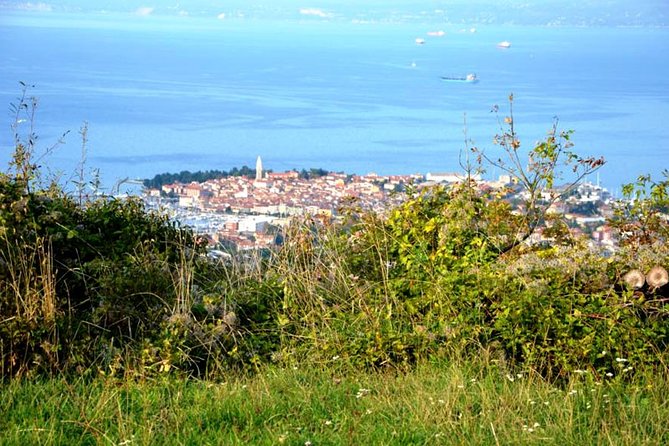 Wine & Bike Half Day Tour In The Vineyards Of Istria - Good To Know