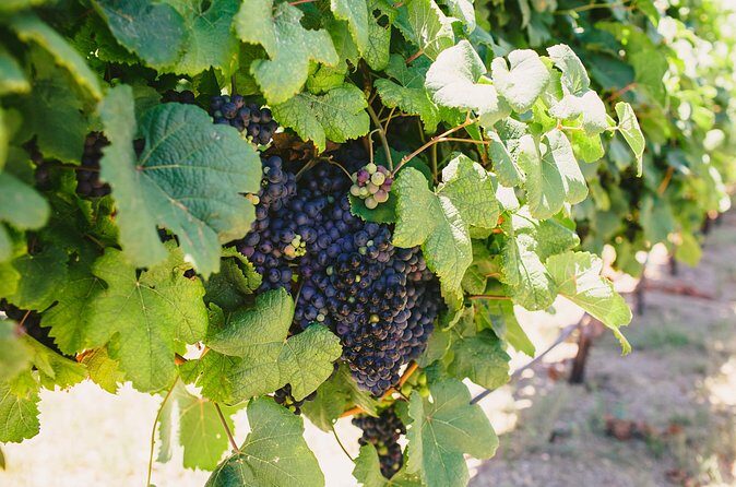 Wine, Brew and Spirits Tasting with lunch included - Second Stop: A Brewery