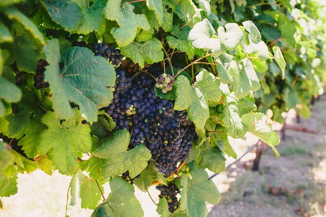 Wine, Brew and Spirits Tasting with lunch included - The Value of the Experience