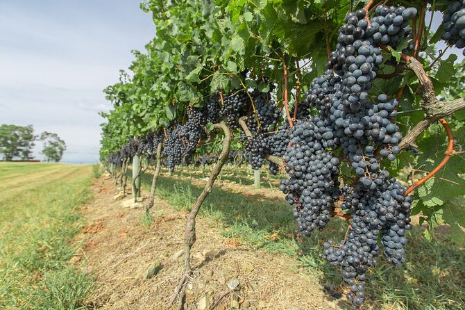 Wine Cellar & Tasting in Montevideo With Outstanding Lunch - Cancellation Policy