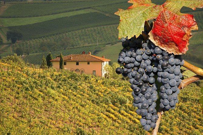 Wine Cheese and EVO Oil Tastings Southern Tuscany Full Day From Rome - Tipping Guidelines