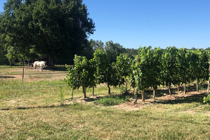 Wine Degustation, Visit and Masterclass From Vérac - Accessibility Information