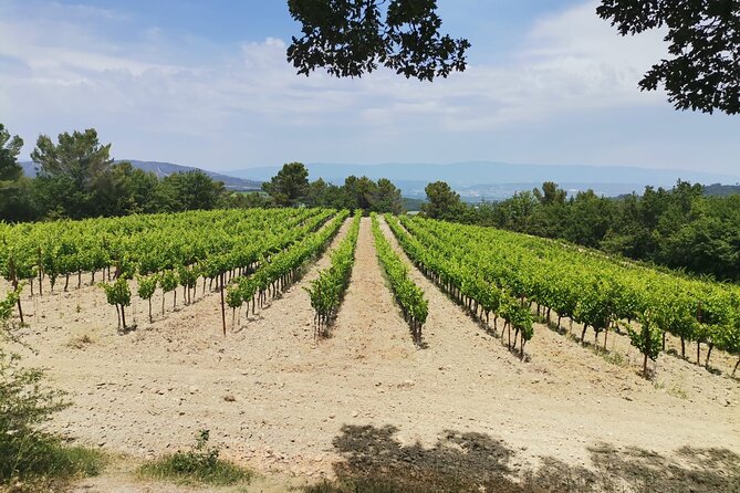 Wine Elegance: Discovery at Château La Coste and La Gaude - Reservation Details