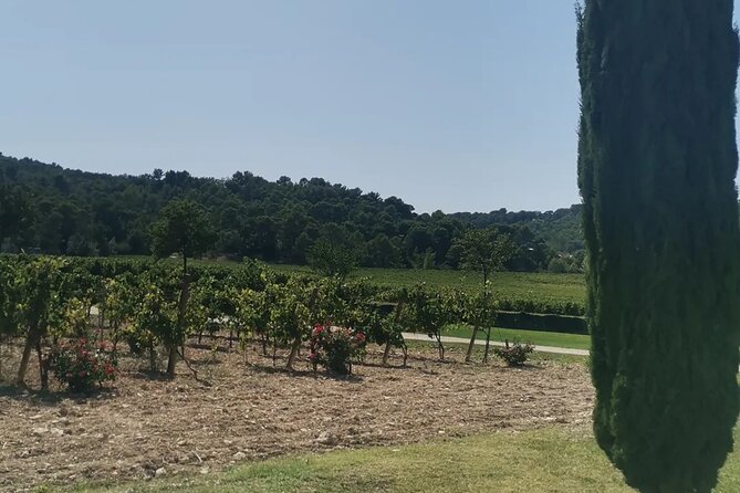 Wine Elegance: Discovery at Château La Coste and La Gaude - Customer Experience