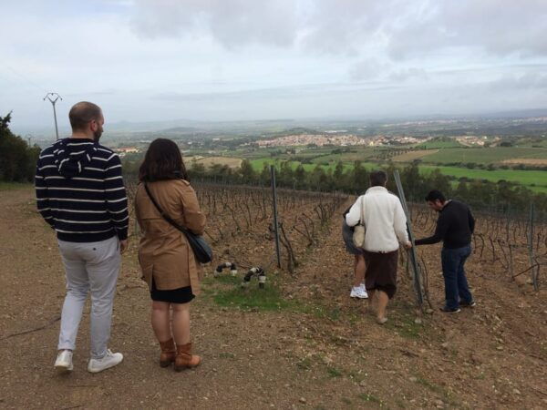 Wine Experience Around Cagliari - Language Options
