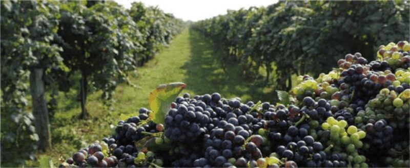 Wine Experience Colli Bolognesi - Afternoon tour - Good To Know