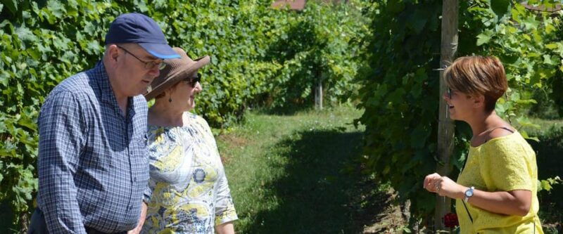 Wine Experience Colli Bolognesi - Afternoon tour - The Experience in Detail