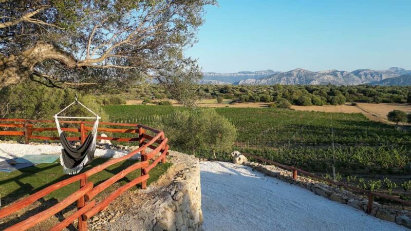 Wine experience in Dorgali in the heart of the Cannonau Classic Zone - An In-Depth Look at the Dorgali Wine Tour