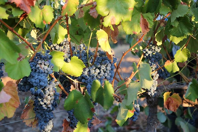 Wine Experience in Evora - Reservation Policy