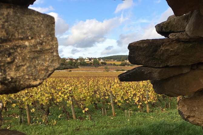 Wine Experience in Meursault - Experience Description