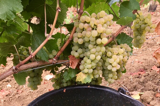Wine Experience in Meursault - Price and Reviews