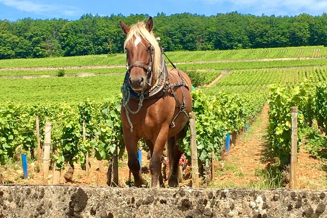 Wine Experience in Meursault - Location Details