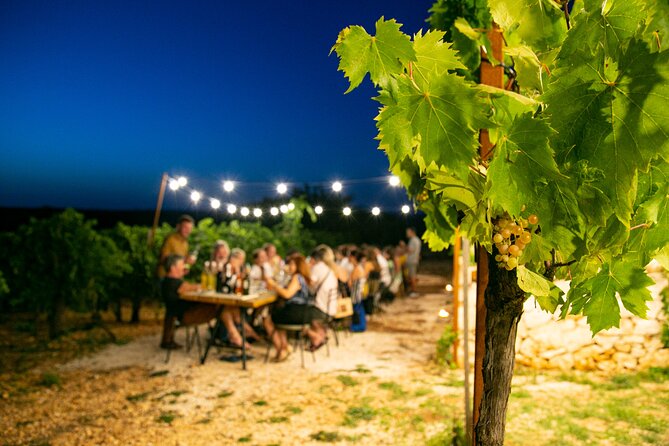Wine Experience: Vineyard, Wines and Food - Wine Tasting