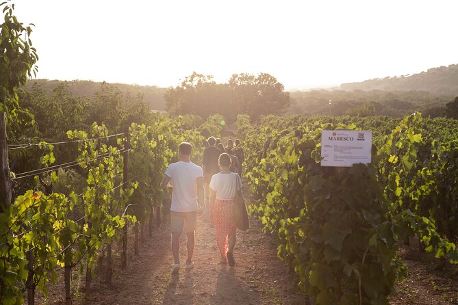 Wine Experience: Vineyard, Wines and Food - Wine Education