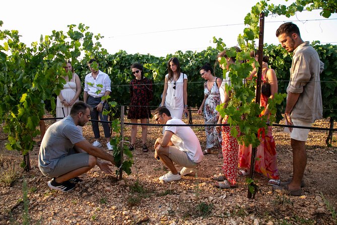 Wine Experience: Vineyard, Wines and Food - The Sum Up