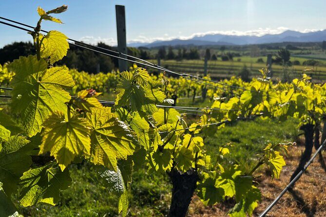 Wine Exposed Nelson Winery Tour - The Vineyard Lunch: A Perfect Pairing