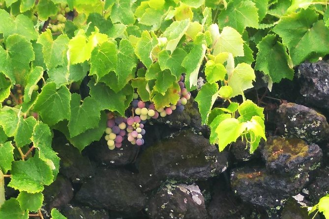Wine & Food Tour - Pricing and Booking Details