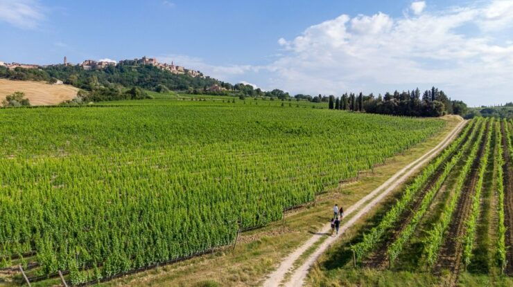 Wine Lovers Experience in Montepulciano: Half Day - Activity Highlights