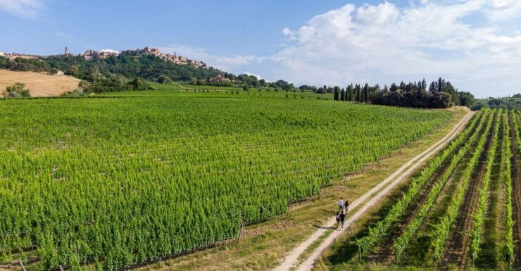 Wine Lovers Experience in Montepulciano: Half Day - Full Description