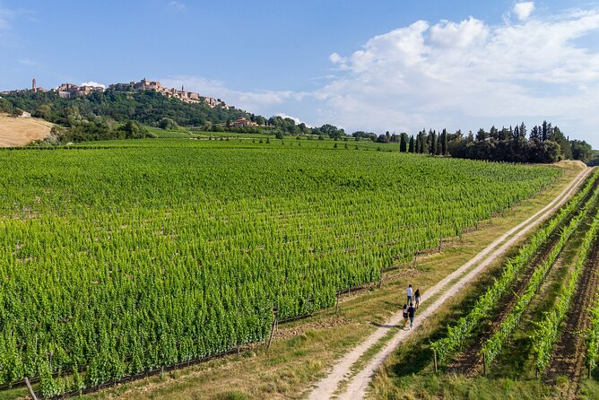 Wine Lovers Experience in Montepulciano: Half Day - Wine Tasting Sessions