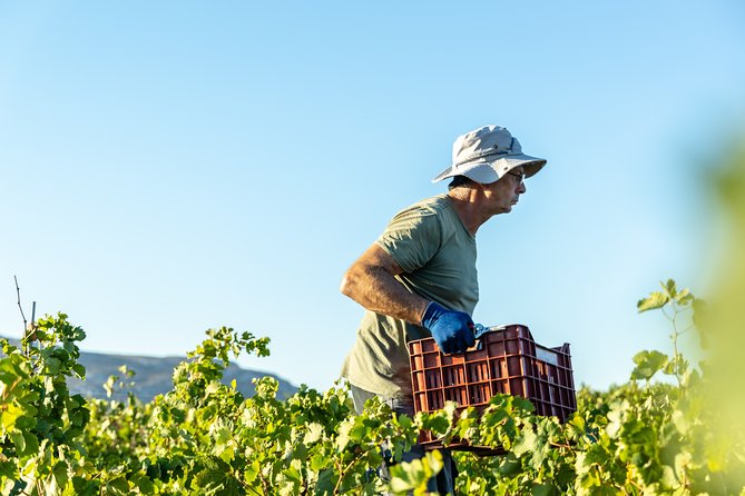 Wine Lovers - Visit 1 or 2 Wineries With the Wine Experience - Experience Expectations