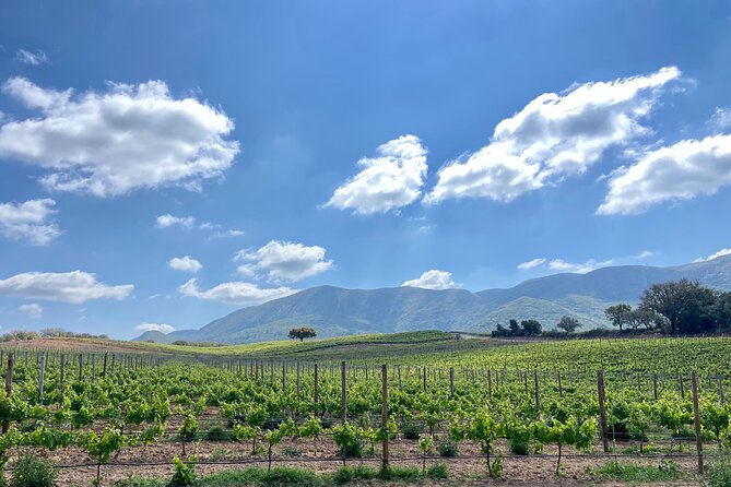 Wine Not? Tour Full Day From Lisbon to Arrábida Natural Park - Traveler Reviews and Ratings