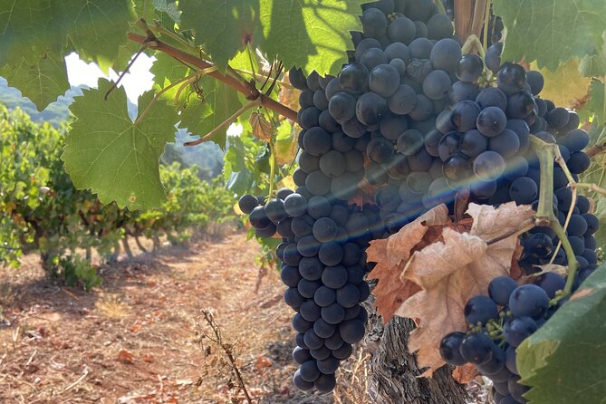 Wine Not? Tour Full Day From Lisbon to Arrábida Natural Park - Common Questions