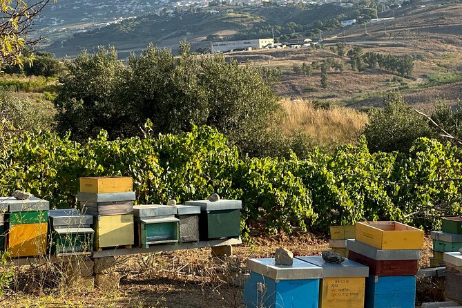 Wine, Oil, and Honey Tasting From Alcamo and Castellammare Del Golfo - Accessibility and Participation Guidelines