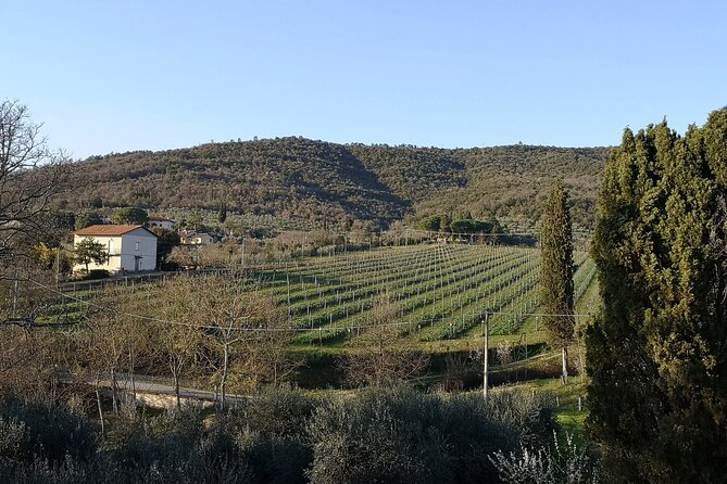 Wine & Oil Tasting Experience - The Sum Up