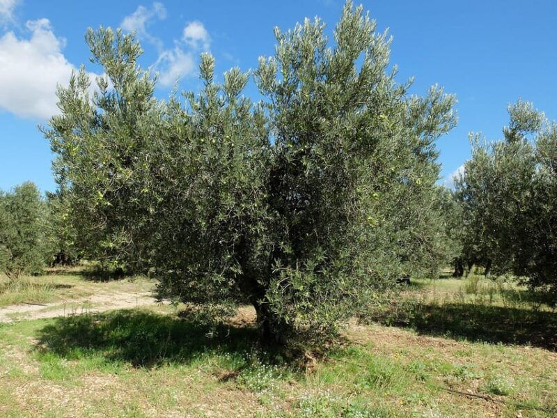 Wine, Olive Oil and Scenic Villages of Provence - Saint-Rémy-de-Provence Exploration