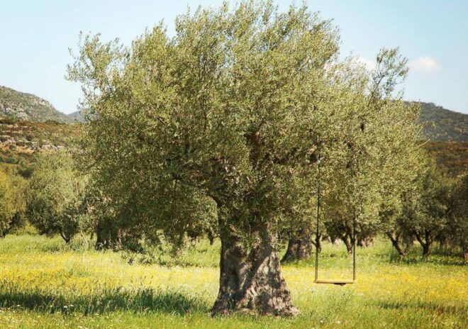 Wine & Olive Oil Tasting in an Organic Farm Laconia, Greece - Inclusions