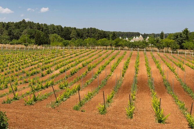 Wine Ostuni, Tour of an Apulian Winery With Traditional Lunch or Aperitivo - Overview