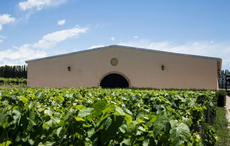 Wine Road Trip: 3 Wineries in Uco Valley - Full Day - Winery 1: Vineyard Name & Experience