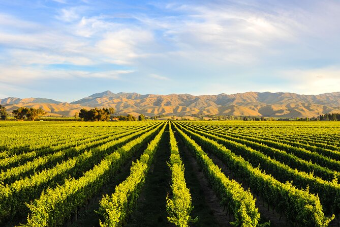 Wine Route Full Day Tour in Cape Town - Flexibility and Cancellation Policy
