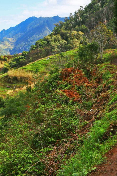 Wine Route Madeira Island Walk - Good To Know