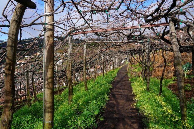 Wine Route Madeira Island Walk - Learning About Madeira Wine